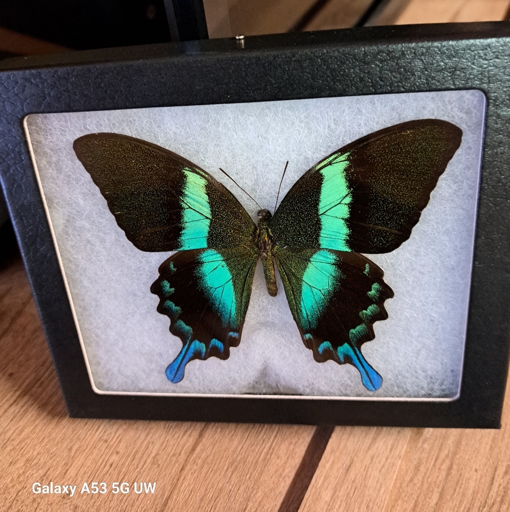 Framed butterfly taxidermy Green Swallow tail
